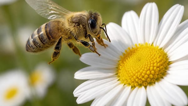 Avec moins d'un milligramme de cerveau, les abeilles maîtrisent le comptage et le concept de zéro. Une prouesse cogni…