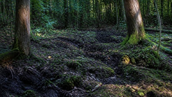 Comment s'appellent les traces laissées par une compagnie de sangliers ?