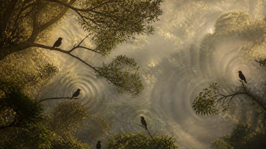 Séparés par 53 millions d'années d'évolution et répartis sur quatre continents, ces oiseaux utilisent pourtant le même…