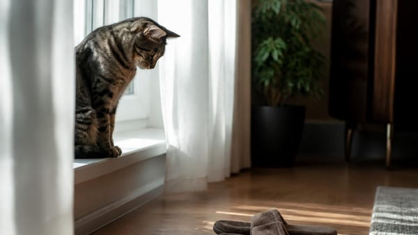 On dit qu’un chien choisit son maître, est-ce aussi vrai pour le chat ?