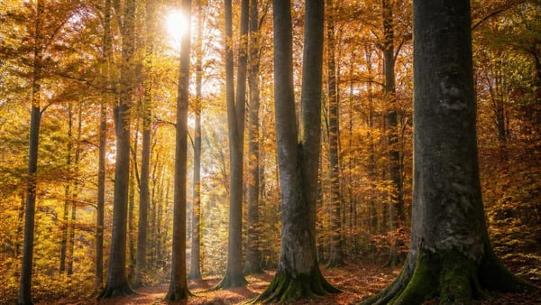 Diversification patrimoniale, avantages fiscaux exceptionnels et transmission optimisée : la forêt séduit les investi…
