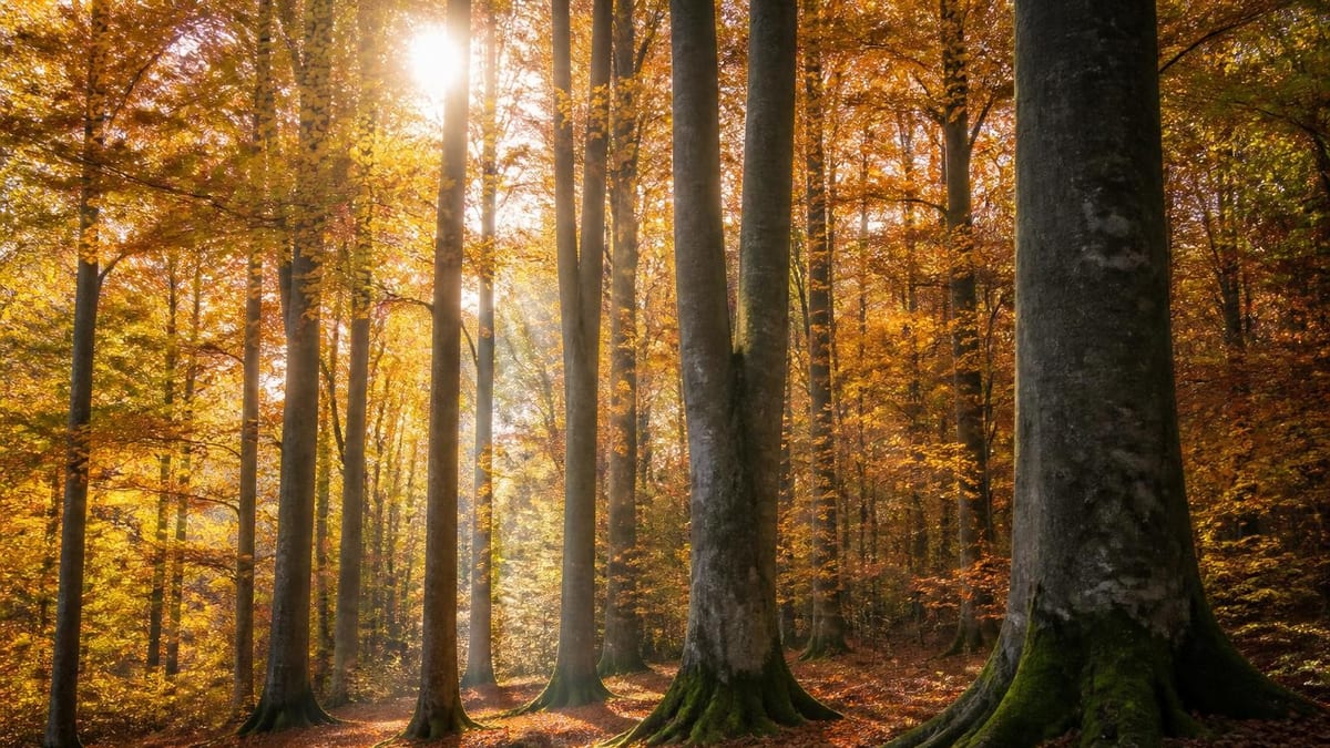 Diversification patrimoniale, avantages fiscaux exceptionnels et transmission optimisée : la forêt séduit les investi