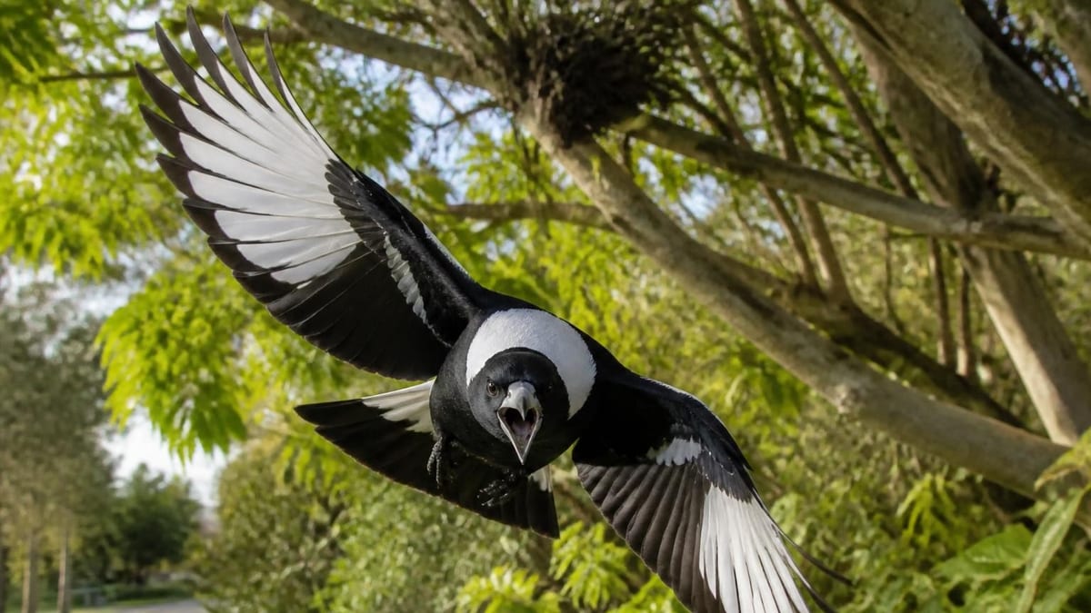 Pies, corneilles et hirondelles défendent farouchement leurs nids au printemps. Décryptage d'un comportement naturel 