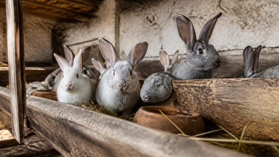 Qui veut élever des lapins? Comment la Charente veut relancer sa filière cunicole